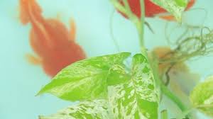 It's for supplemental nitrogen and phosphorus, which is really all any water plant needs to survive. Golden Pothos Stock Video Footage 4k And Hd Video Clips Shutterstock