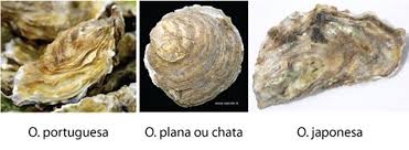 Gosto De Bem Comer Hoje Houve Ostras