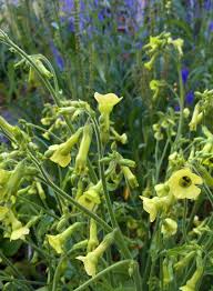 Image result for Nicotiana