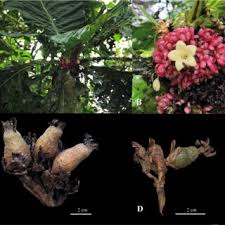 Image result for Sericanthe chimanimaniensis