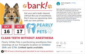 February is pet dental health month, we thought it was the perfect time to outline just how important it is to monitor your pet's dental health. National Pet Dental Month Is Your Chance To Keep Pets Smiling