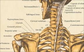 This entry was posted in anatomy and tagged bone, bone anatomy, bone chart, bone charts, bone diagram, bone diagrams, bone graph, bone graphic, bone graphs, bone image, bone infographic, bone plot, bone table, bones anatomy, bones diagram, human bone, human bones, human bones diagram by admin. Human Skeletal Anatomy Poster 24 X 36