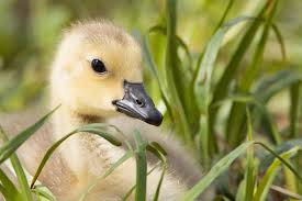 Three gray geese in a green field grazing, gray were the geese and green was the grazing. the complete goose drawing tutorial in one image. Hinterland Who S Who Canada Goose