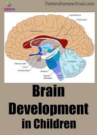 Brain Development In Children Brain Development Children Brain Development Childhood Development