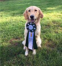 Share it or review it. Gaylans Golden Retrievers Usa Golden Retrievers For Home And Sport