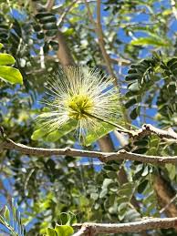 Image result for Albizia lebbeck