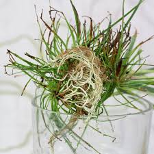 Image result for Cyperus haspan