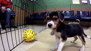 Maybe you would like to learn more about one of these? Free Adoptions Are Offered At 90 Shelters Across Us This Thanksgiving Weekend Abc News