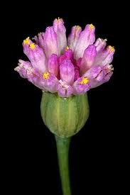 Image result for Emilia subscaposa