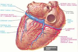 Coronary Arteries And Veins Of The Heart Posterior View Coronary Arteries Arteries Anatomy Arteries And Veins