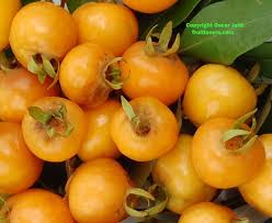 Pin On Rare Fruits And Veggies