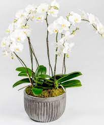 Deluxe Orchid Garden Beautiful Multi Stem White Phalaenopsis Orchids Are Planted Together In A Decorative Ceramic Pot Fo Orchids Garden Orchids Flower Delivery