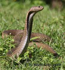 38+ shelby cobra coloring pages for printing and coloring. Snake Page Posts Facebook