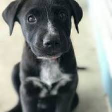 We did not find results for: Bakersfield Ca Labrador Retriever Meet Ozzy A Pet For Adoption