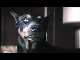 Eyes Of An Angel Angel Doberman Pinscher Youtube