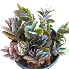 Image result for Kalanchoe fedtschenkoi