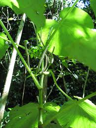 Image result for Piper umbellatum