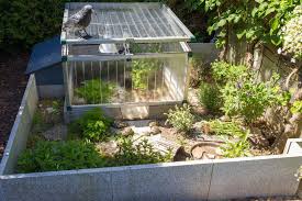 Russian Tortoise Outdoor Substrate Google Search Schildkrotengehege Schildkrotenhaus Schildkroten Freigehege