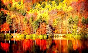 Choose the funniest pictures that describes your mood hd to 4k quality available on phone, desktop and website download now for free! Free Desktop Wallpaper Fall