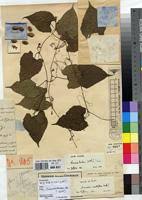 Image result for Coccinia barteri