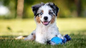A company called paws, claws and more once sold countless numbers of dogs online. Pet Financing Should You Get A Pet Loan Bankrate