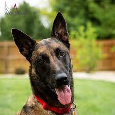 While predominantly considered a single breed, it is bred in four distinct varieties based on coat type and colour. Adopt A Malinois American Belgian Malinois Rescue Startseite Facebook