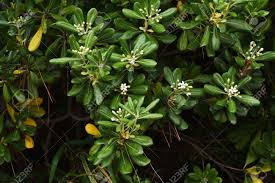 Image result for Pittosporaceae