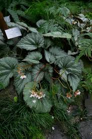 Image result for Begonia horticola