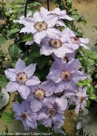 Maybe you would like to learn more about one of these? Still Waters Clematis X Proven Winners