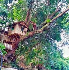 Cara menjaga pokok hias rumah anda. Ponahuan Homestay Rumah Atas Pokok Home Facebook