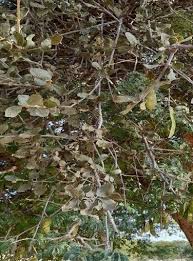 Image result for Erianthemum virescens