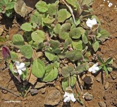 Image result for Diclis