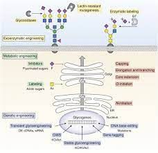 Download uc browser for desktop pc from filehorse. Download Uc Browser 430 Kb Genetic Glycoengineering In Mammalian Cells Journal Of Biological Chemistry Here You Will Find Apk Files Of All The Versions Of Uc Browser Available On Our