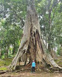 Terdapat banyak gua besar dan kecil di kawasan itu yang menjadi rumah bagi beragam jenis dan warna terumbu karang serta tempat menarik di bali. Top 15 Tempat Wisata Jambi 2021 Alami Unik Taman Rekreasi Untuk Berlibur