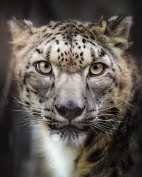 Did You Know That When It Snows My Eyes Big Cats Wildlife On Instagram Beautiful Snow Leopard Portrait Photo By B U N A Did You Know China Is Big Cats Snow Leopard Weird Animals