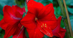 Maybe you would like to learn more about one of these? 20 Blooming Summer Bulbs You Should Plant In Your Garden