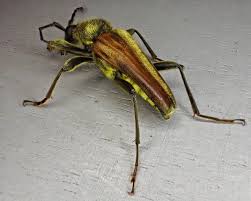 Image result for Leptochloa obtusiflora