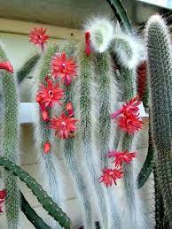 Monkey Tail Cactus Cactos E Suculentas Suculentas Violetas