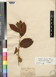 Image result for Paropsia