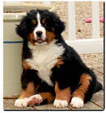 She is very friendly and likes to play. Bernese Mountain Dog Puppies For Sale In Ohio Petfinder