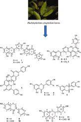 Image result for Rhabdophyllum