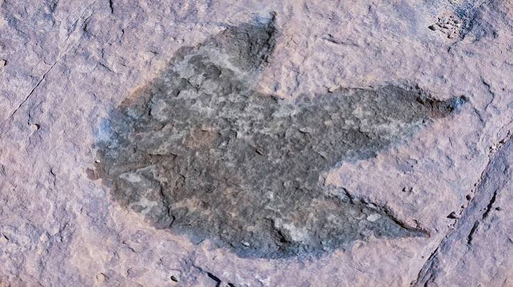PacSci Now: Fossil Clues - Pacific Science Center