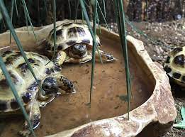 Horsefield Tortoise Blackpool Reptiles Aquatics