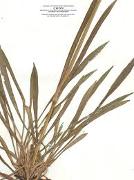 Image result for Viscum cylindricum