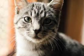 We've been around for over 60 years, raising standards and ensuring that the. About Our Association Professional United Pet Sitters
