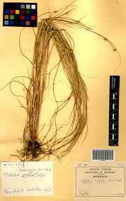 Image result for Rhytachne