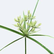 Image result for Cyperus deciduus