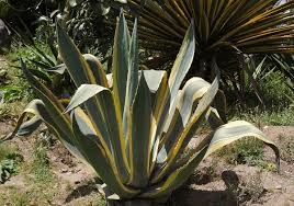 Image result for Agavaceae