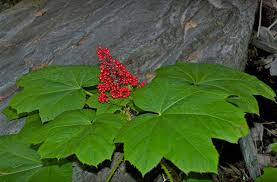 Plants for our bodies and minds: Scott Kloos the wildcrafter