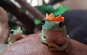 My Brother And I Have Pet Frogs And They Don T Mind If You Put Stuff On Them So We 3d Printed Little Hats Funny Pet Frogs Frog Pictures Frog